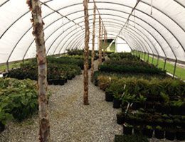 Colonial Acres Nursery Trees & Shrubs