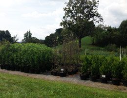 Colonial Acres Nursery Trees & Shrubs